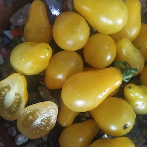 Semillas de tomate pincel dorado