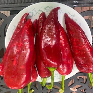 Ajvarski sweet pepper