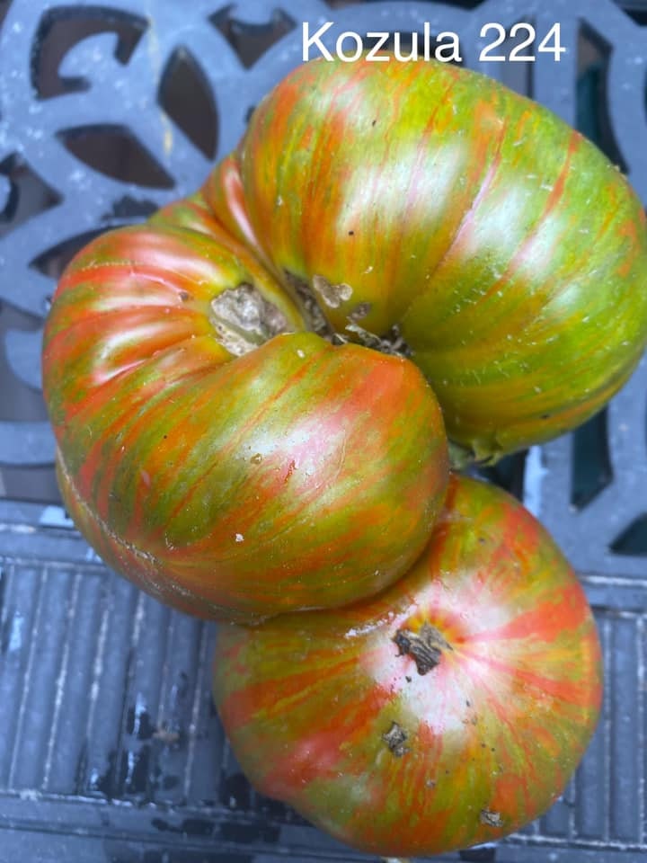 Kozula 224 Tomatoes Seeds - Etsy