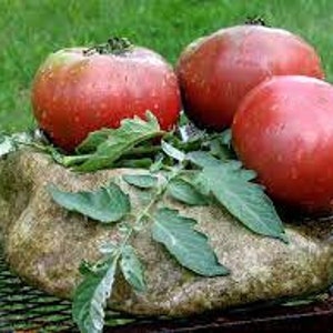 Cherokee variegated tomato seeds