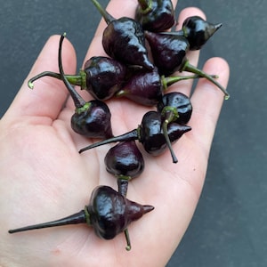 Black chupetinho pepper seeds