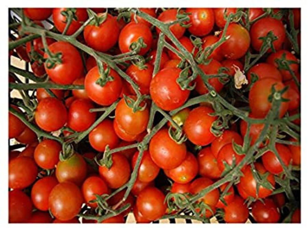 Tomatoes Red Large Cherry 25seeds Etsy