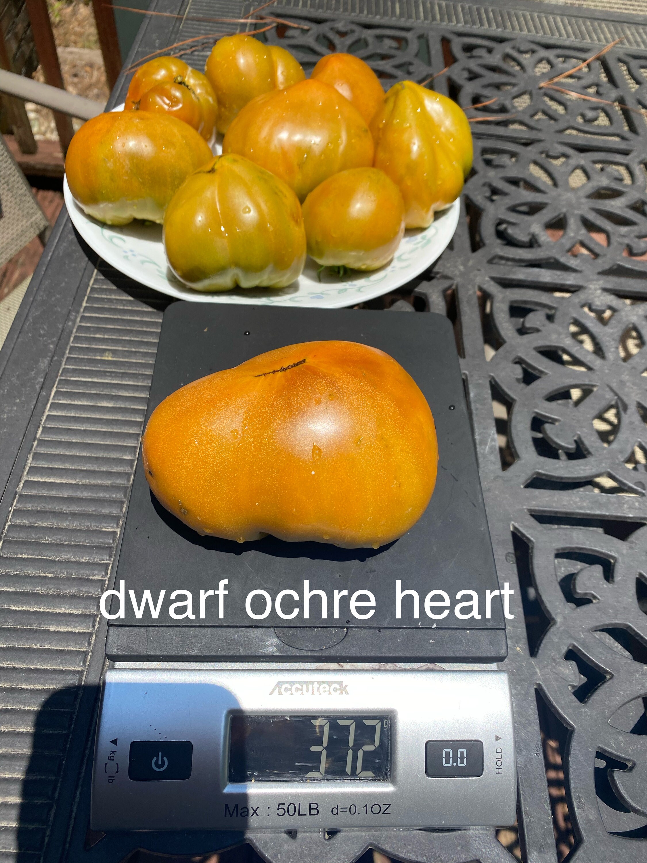 Dwarf Ochre Heart Tomato - Etsy