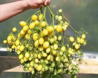 Barry's crazy tomatoes seeds