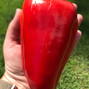 Big red peppers seeds