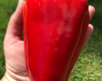Big red peppers seeds