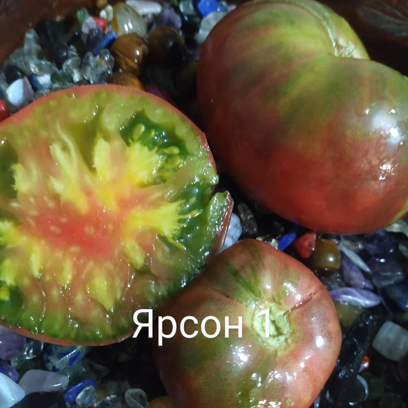 Jarson 1 tomato seeds, Polish selection image 1