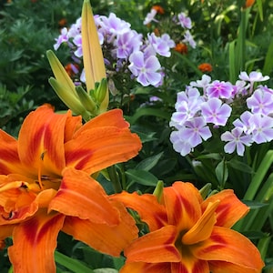 Daylily Plant