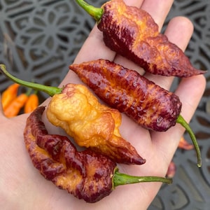 7 semillas de pimiento caramelo Apocalipsis