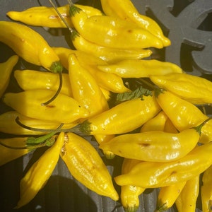 Aji pineapple pepper seeds