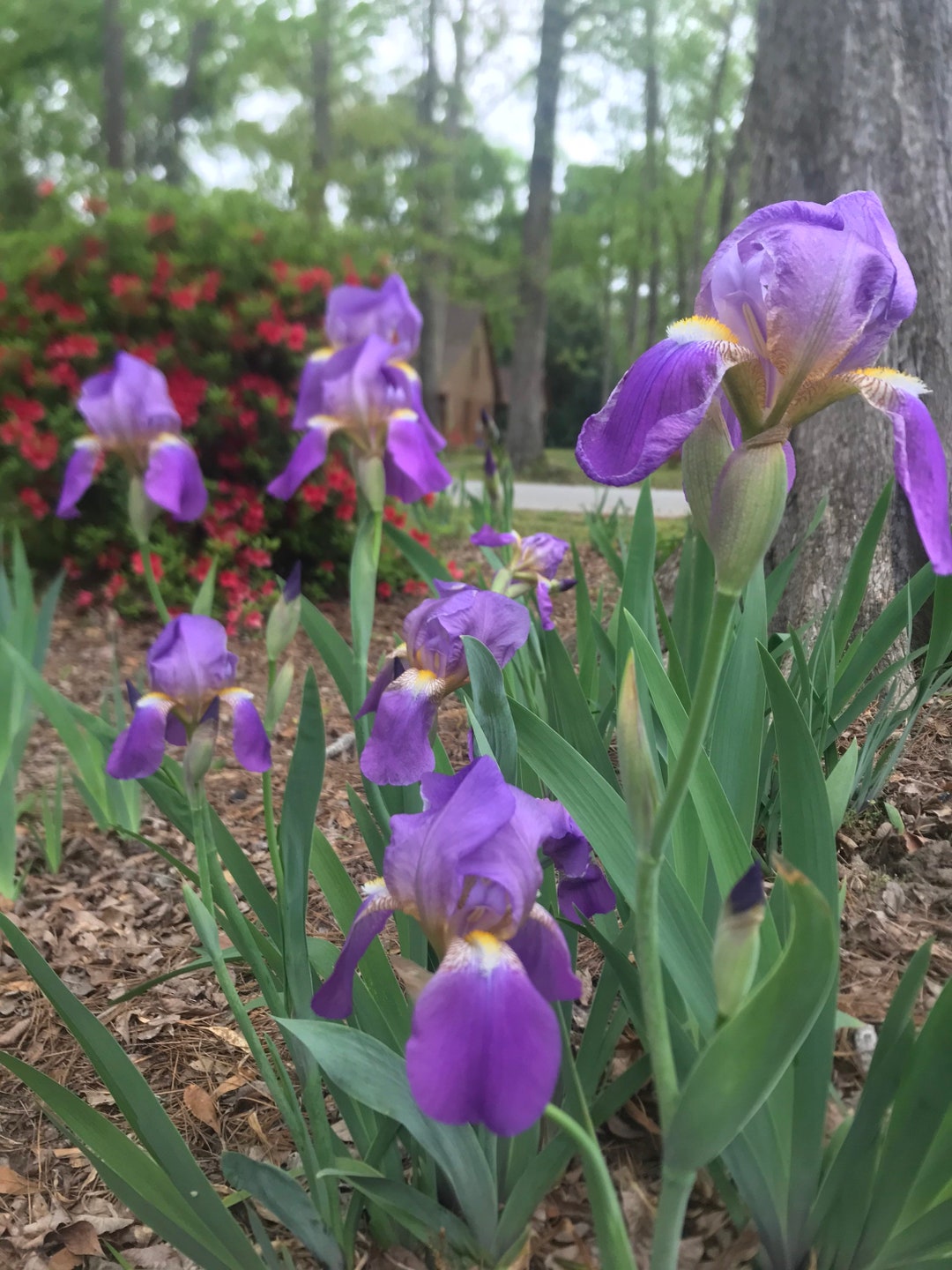Old Fashioned Purple Iris Blooms - Etsy