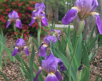 purple iris