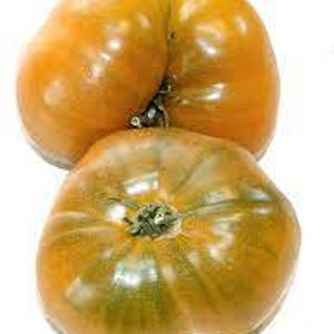 Dwarf Urulu Ochre tomatoes seeds