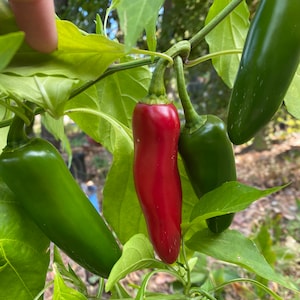 Coolapenio sweet pepper seeds
