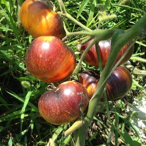 Aurora Blue tomato seeds