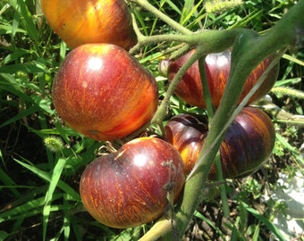 May include: Close-up of a tomato plant with five ripe tomatoes. The tomatoes are a deep red with streaks of purple and yellow. The tomatoes are growing on a green vine.