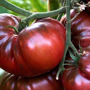 Cherokee purple tomatoes seeds