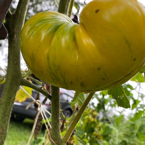 Pork chop tomato seeds