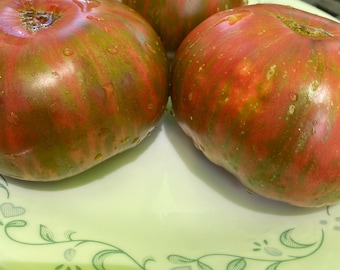 Kozula 24 tomato seeds