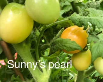 Dwarf Sunnys Pear tomato seeds