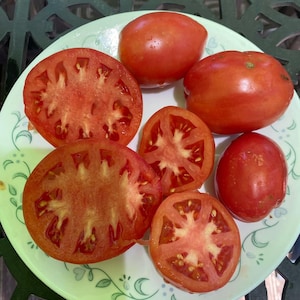 Altaechka determinate tomato seeds