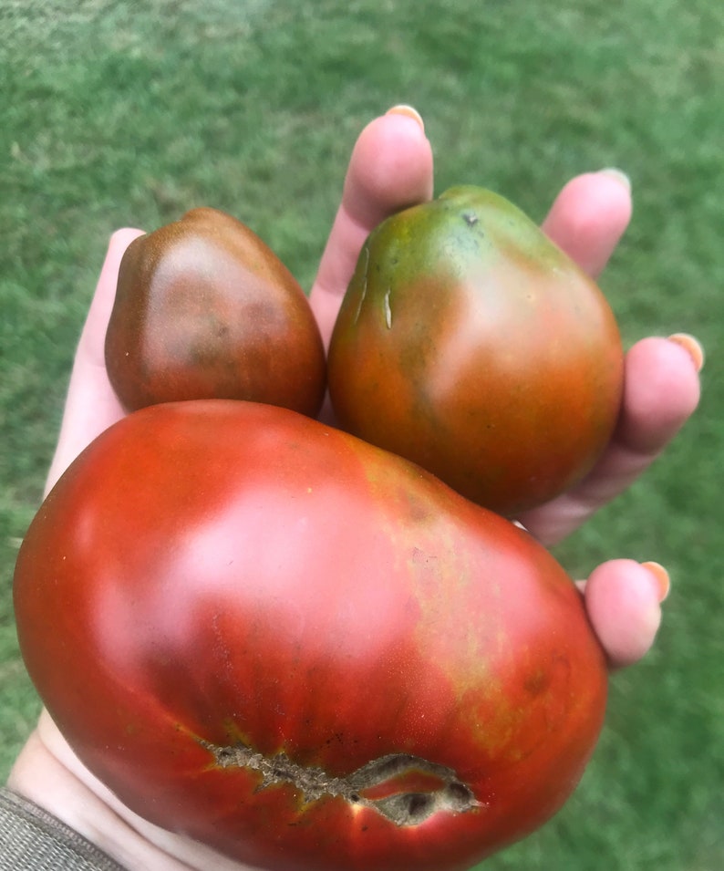 Black Truffle Tomatoes Seeds Etsy