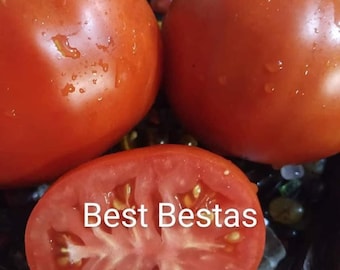 Beste Bestos Tomatensamen