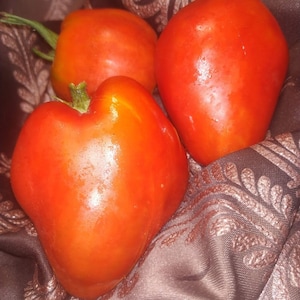 Sementes antigas de tomate Coração de Pianfei, Itália