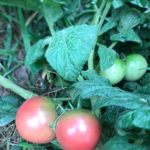 Dwarf Hazy’s Dream tomato seeds