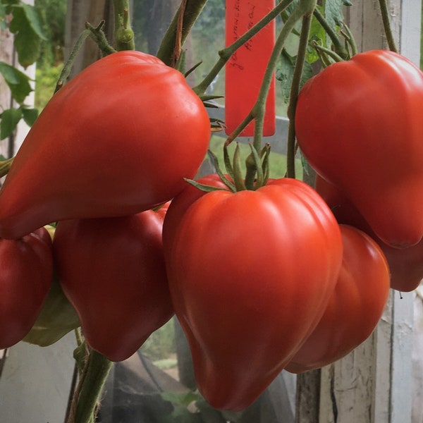 Heart of Capital tomato seeds