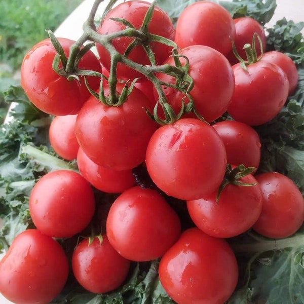 Maskotka dwarf tomatoes seeds