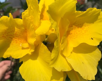 Yellow Giant canna