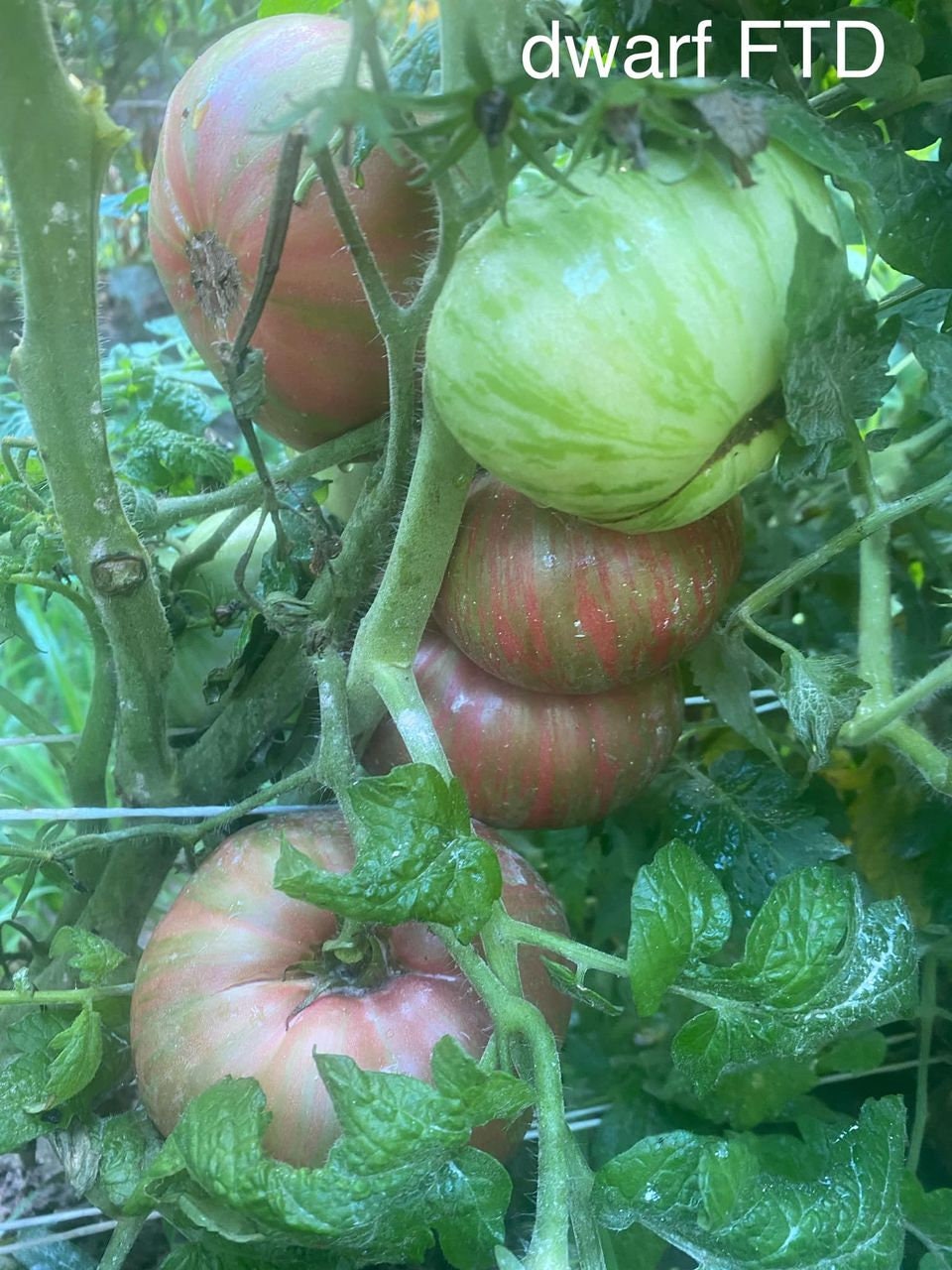 Dwarf Fred's tye dye tomato seeds