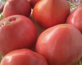 Giant Pink Oxheart tomatoes seeds