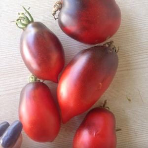 Pascal di Picardie tomato seeds