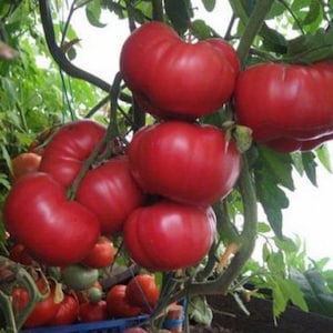 Semillas de tomates Yusupov