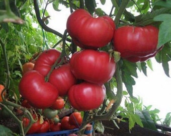 Yusupov tomatoes seeds