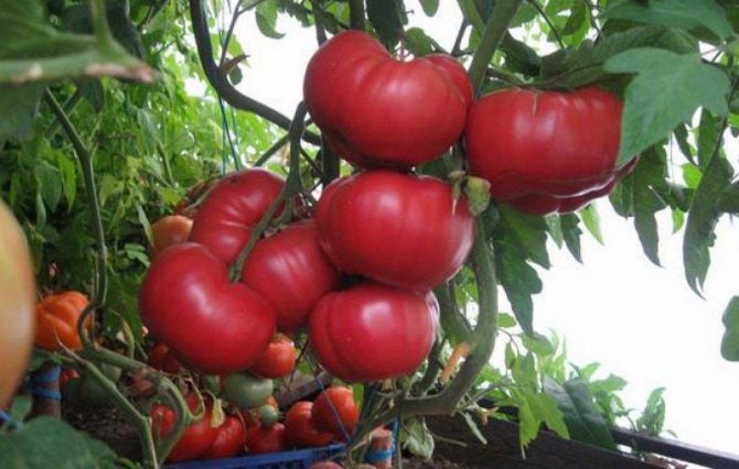 Tomate géante rose d'Ouzbékistan - 5+ graines Tomate géante rose d'Ouzbékistan - 5+ graines