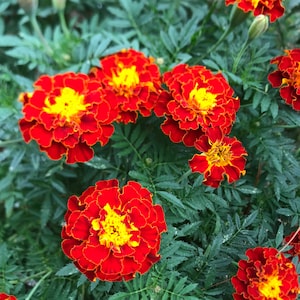 May include: Close-up of vibrant marigold flowers with layers of red-orange petals and bright yellow centers. The flowers are surrounded by green foliage, creating a colorful and natural scene. The image showcases the beauty of these popular garden flowers.