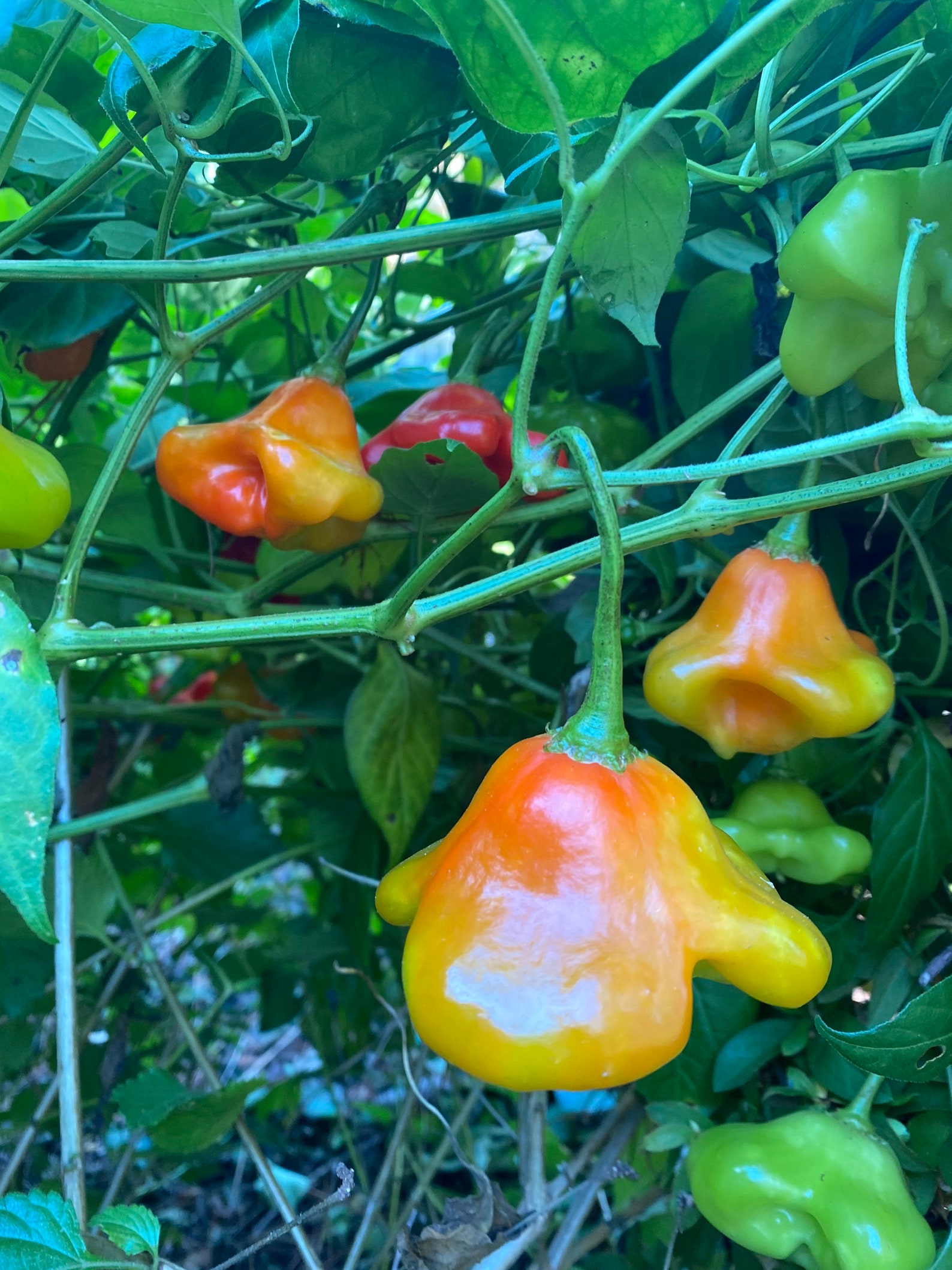 Mad Hatter Sweet Pepper Seeds Etsy