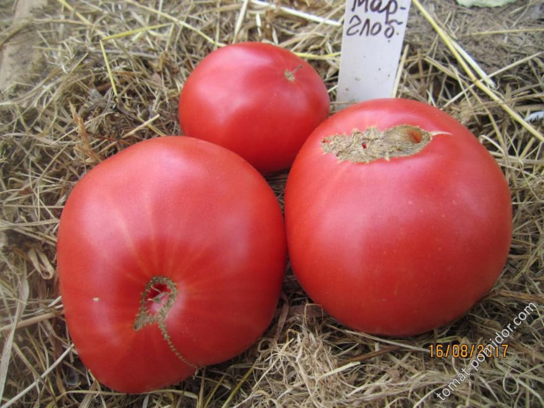 Tomatoes Marglobe 25 Seeds Etsy