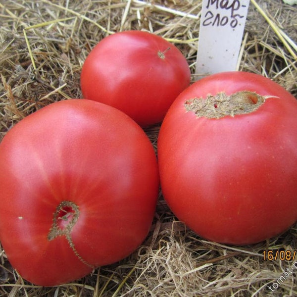 Tomatoes Marglobe 25+ seeds
