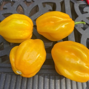 Aji dulce Yellow  pepper seeds