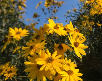 Sunflower perennial plant