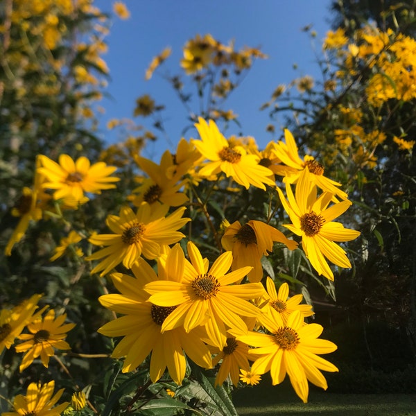 Sunflower perennial plant