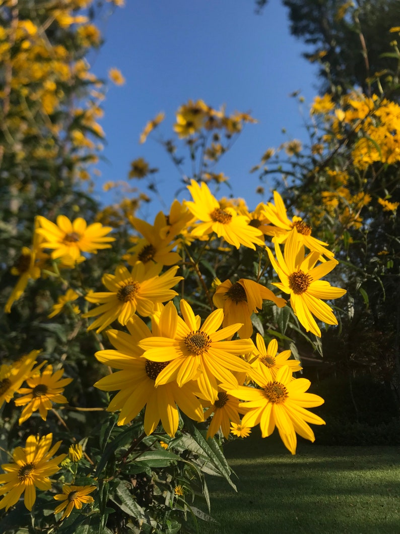 Sunflower perennial plant image 1