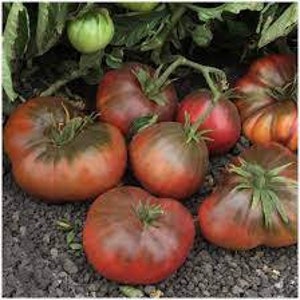 Brandywine black tomato seeds