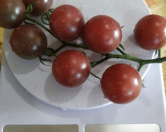 Antho rotbraun tomato cherry seeds