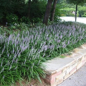 May include: A close-up of a stone wall with a row of purple flowering plants growing in front of it. The plants are green and have long, narrow leaves.
