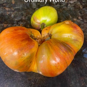 Könnte beinhalten: Zwei Erbstücktomaten mit leuchtenden Farben von Orange, Gelb und Grün. Die Tomaten haben eine einzigartige, unregelmäßige Form und liegen auf einer dunklen Oberfläche. Der Text "Ordinary World" befindet sich oben.